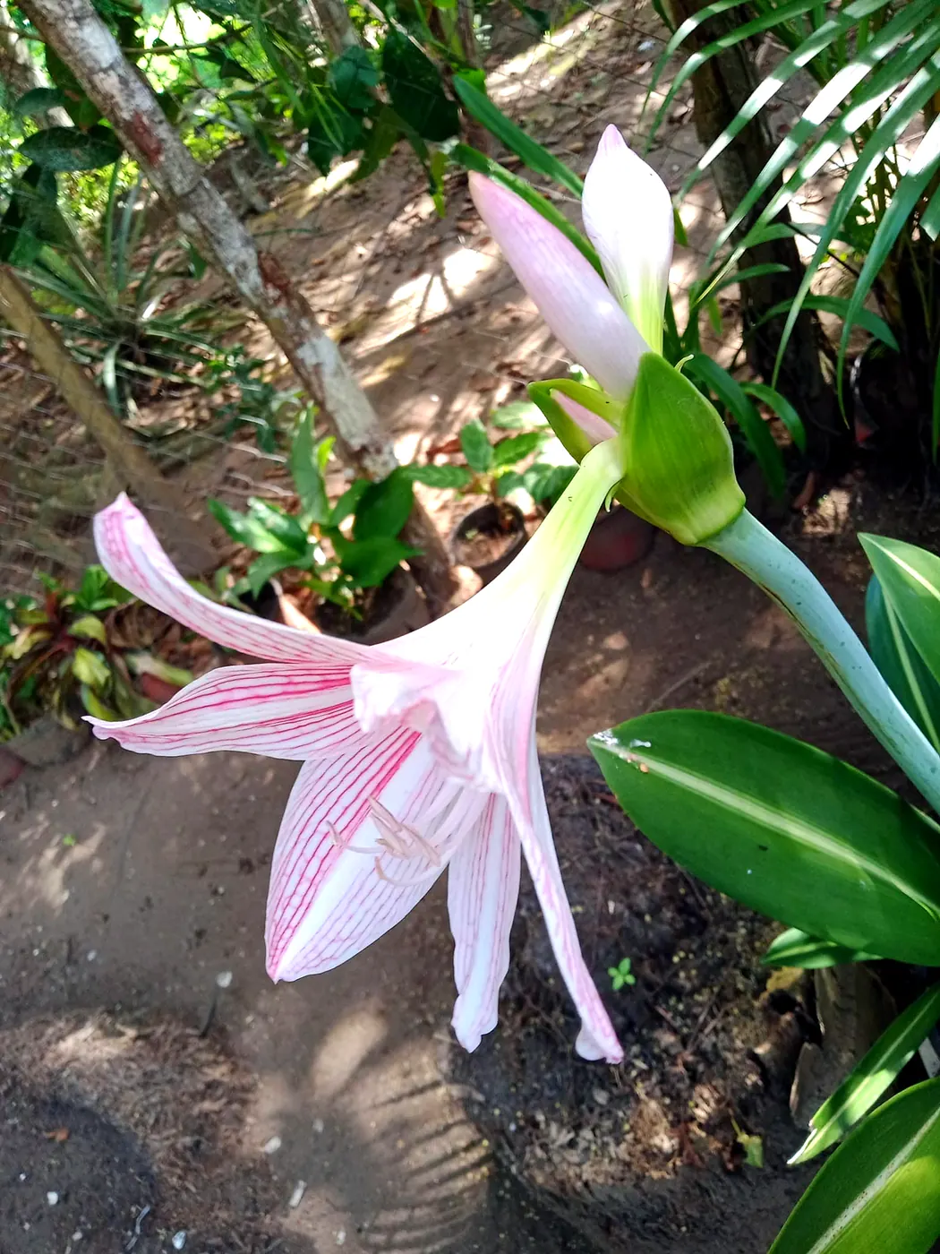 Pink-striped lily in full bloom in the garden