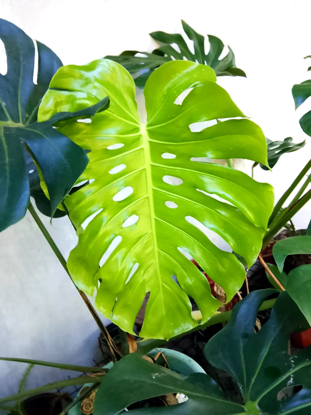 Bright green monstera leaf with split edges