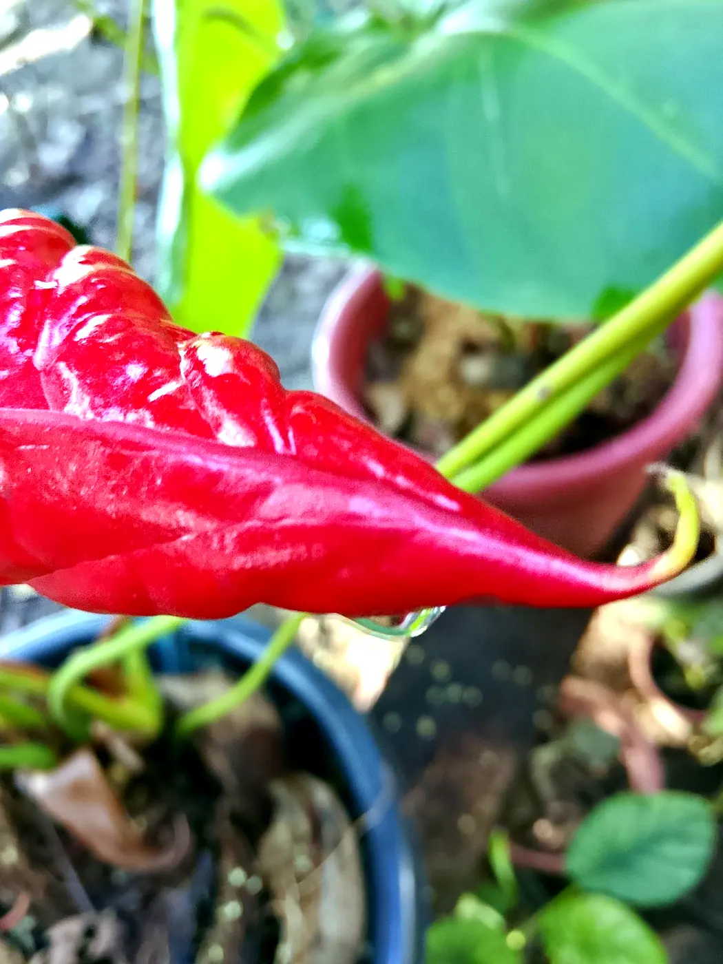 Glossy crimson anthurium flower